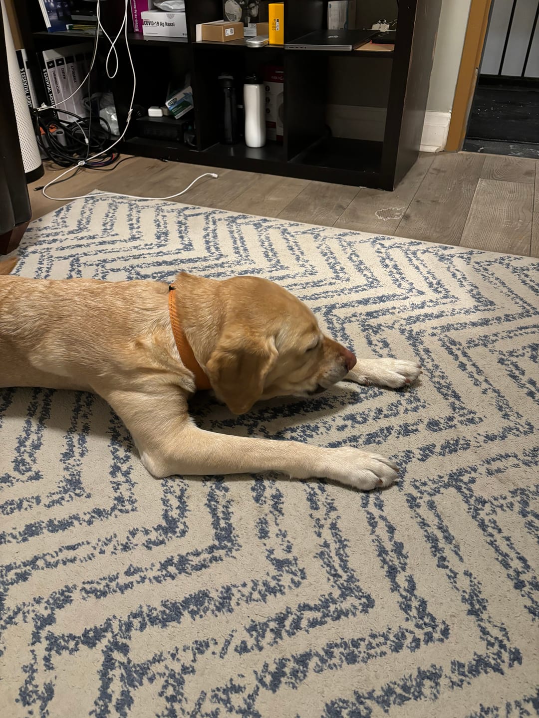 Customer photo review of 6 Inch Jumbo Braided Bully Stick