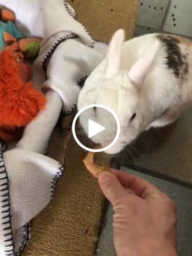 Customer video review of Pomme séchée