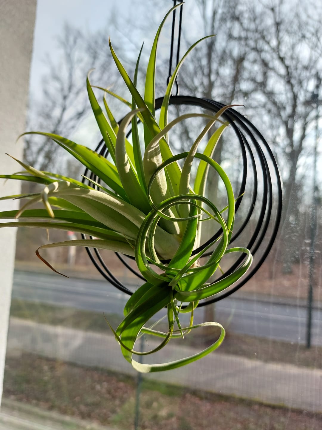 Customer photo review of Tillandsia "Curly Slim" - intermedia x streptohphylla