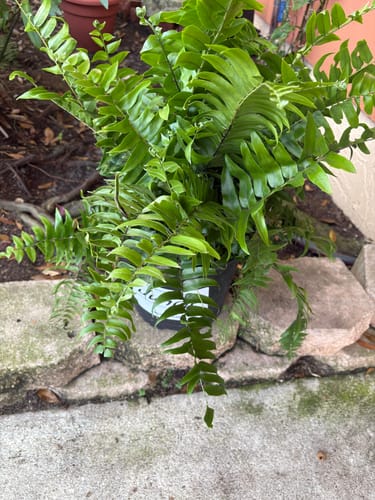 Customer photo review of Macho Fern