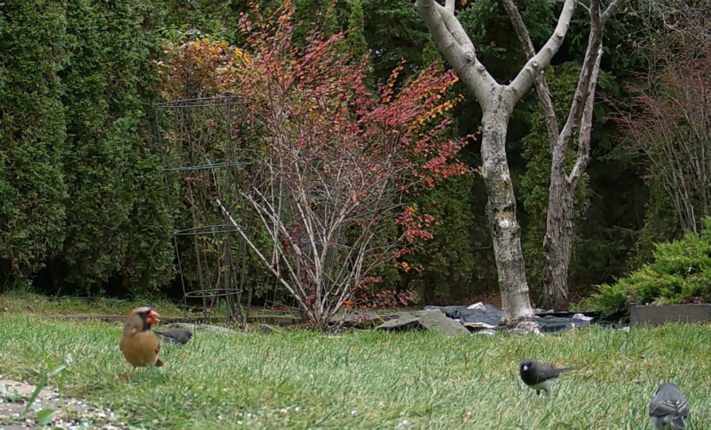 Customer photo review of Camera de Chasse Solaire