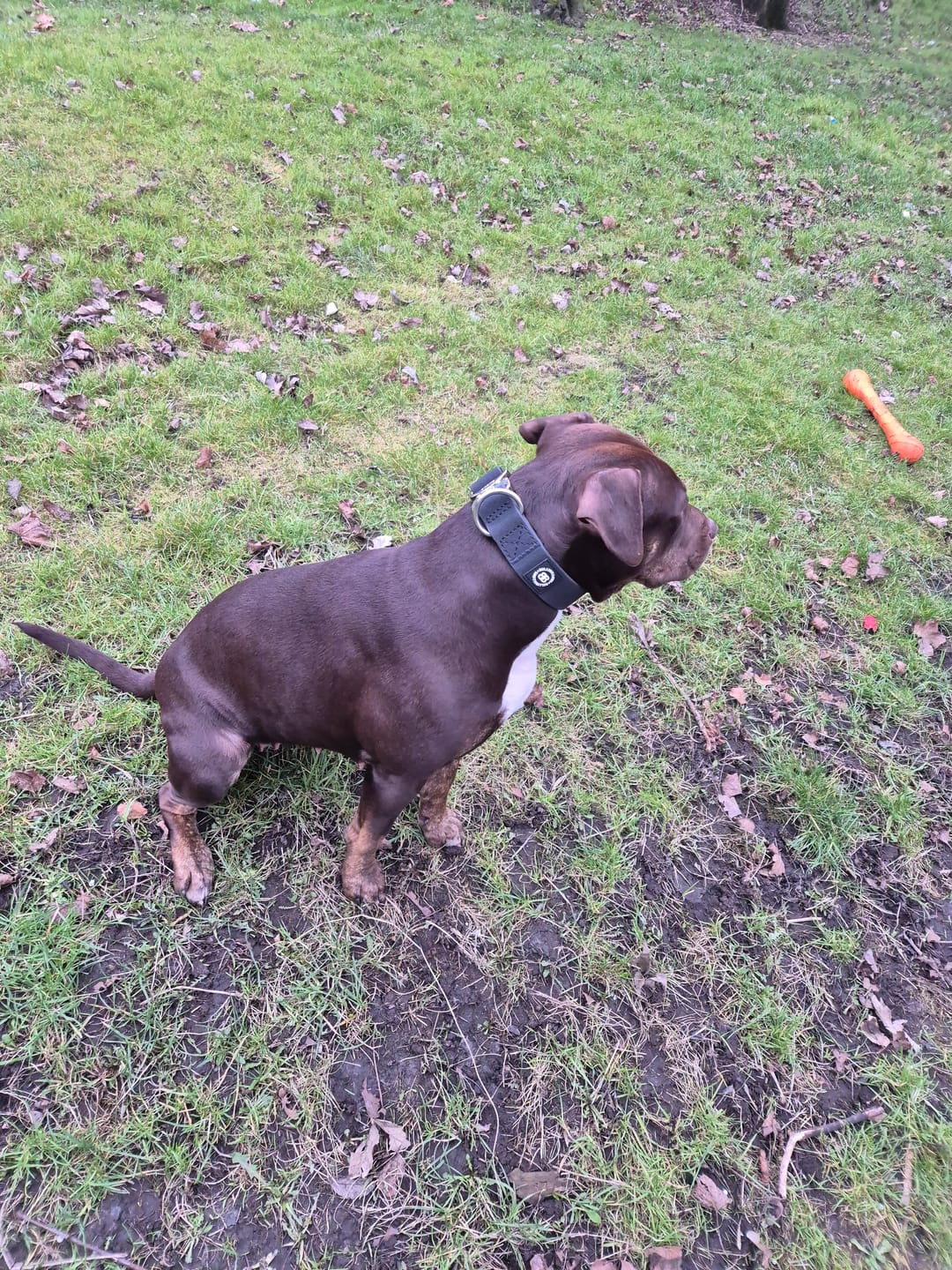 Customer photo review of 4cm Combat Billowthane® Collar | Waterproof - Platinum