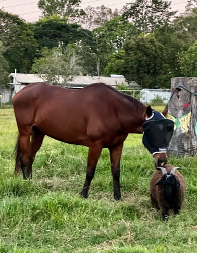 Customer photo review of LE Outback Fly Mask