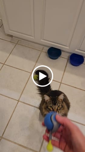 Paula L. review of SPEEDY TAIL 2.0 image 1 out of 1