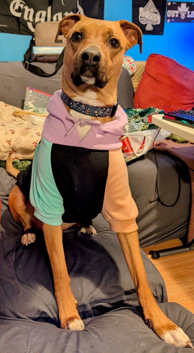 Customer photo review of Jelly Bean Dog Hoodie