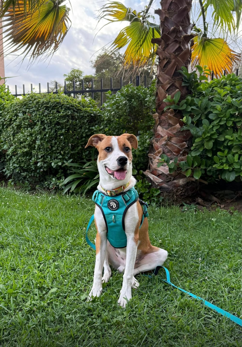 Customer photo review of Correa Larga para Perros - Light | 5 mts | Turquoise