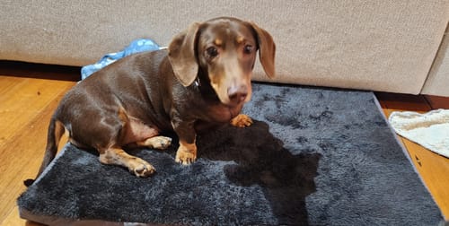 Customer photo review of Pawz Foldable Travel Dog Beds
