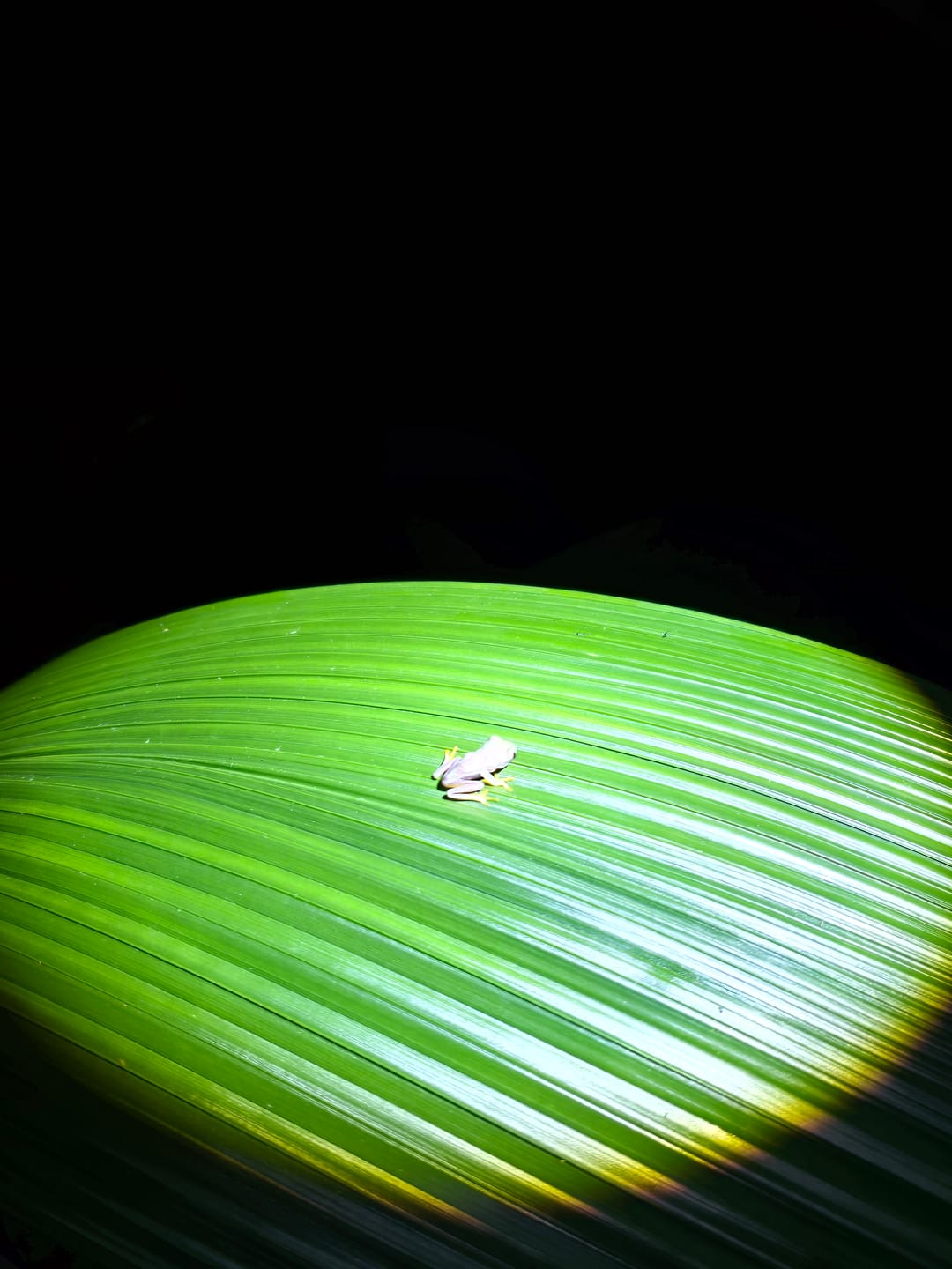 Customer photo review of Adventure Light - das Original