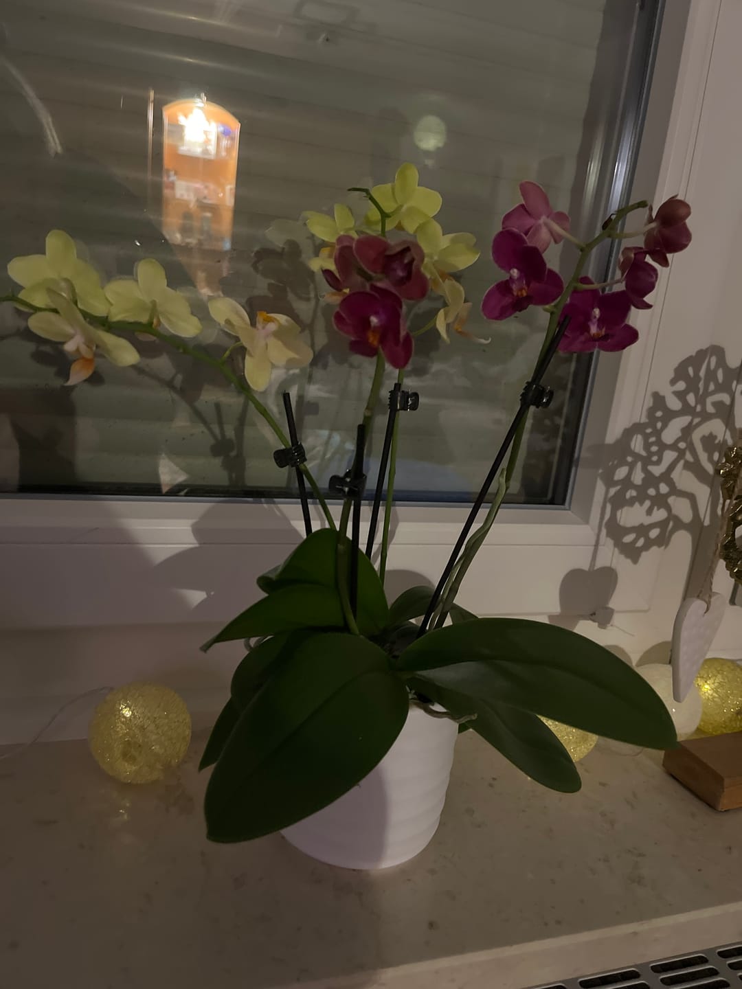 Customer photo review of Cocktail Orchideen im 2er Set mit 3+ Rispen inkl. Keramik