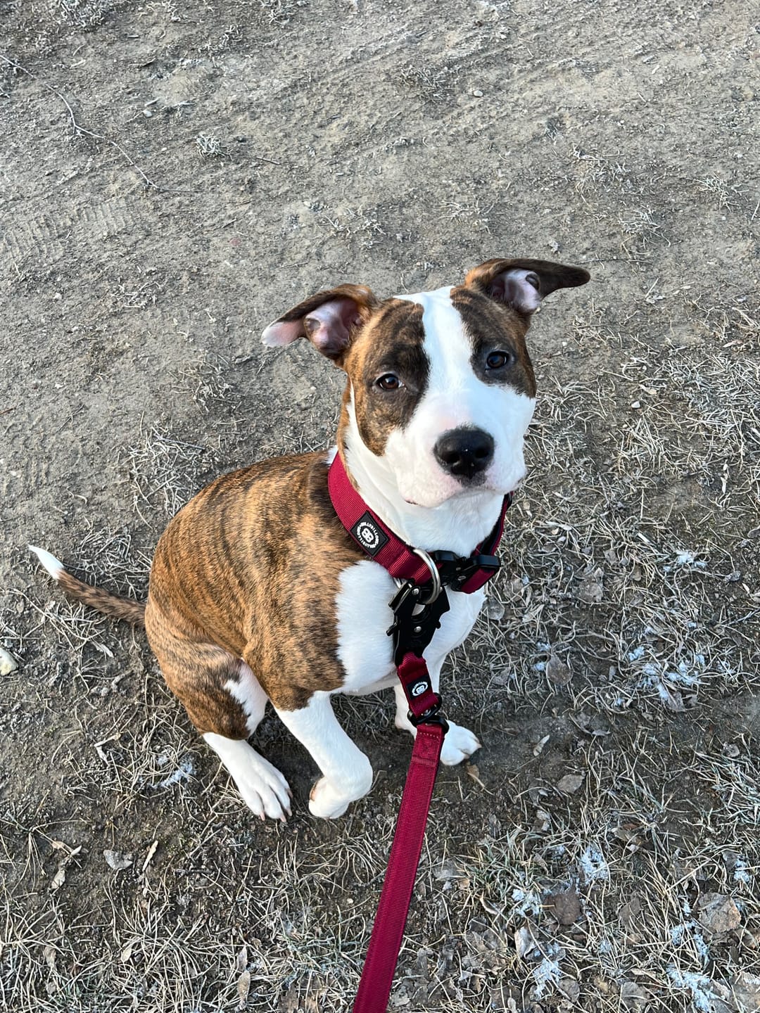 Customer photo review of 4cm Combat® Collar | Rated Clip - NO HANDLE - Burgundy
