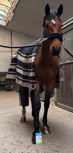 Customer photo review of Strotonin Horse Support