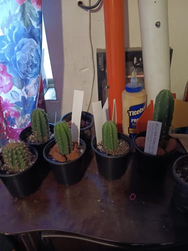 Customer photo review of Trichocereus Hybrid Variety Packs | Cactus Collector Variety Packs