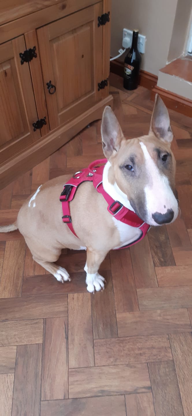 Customer photo review of Air Harness | Anti-Pull & With Handle - Carminerose