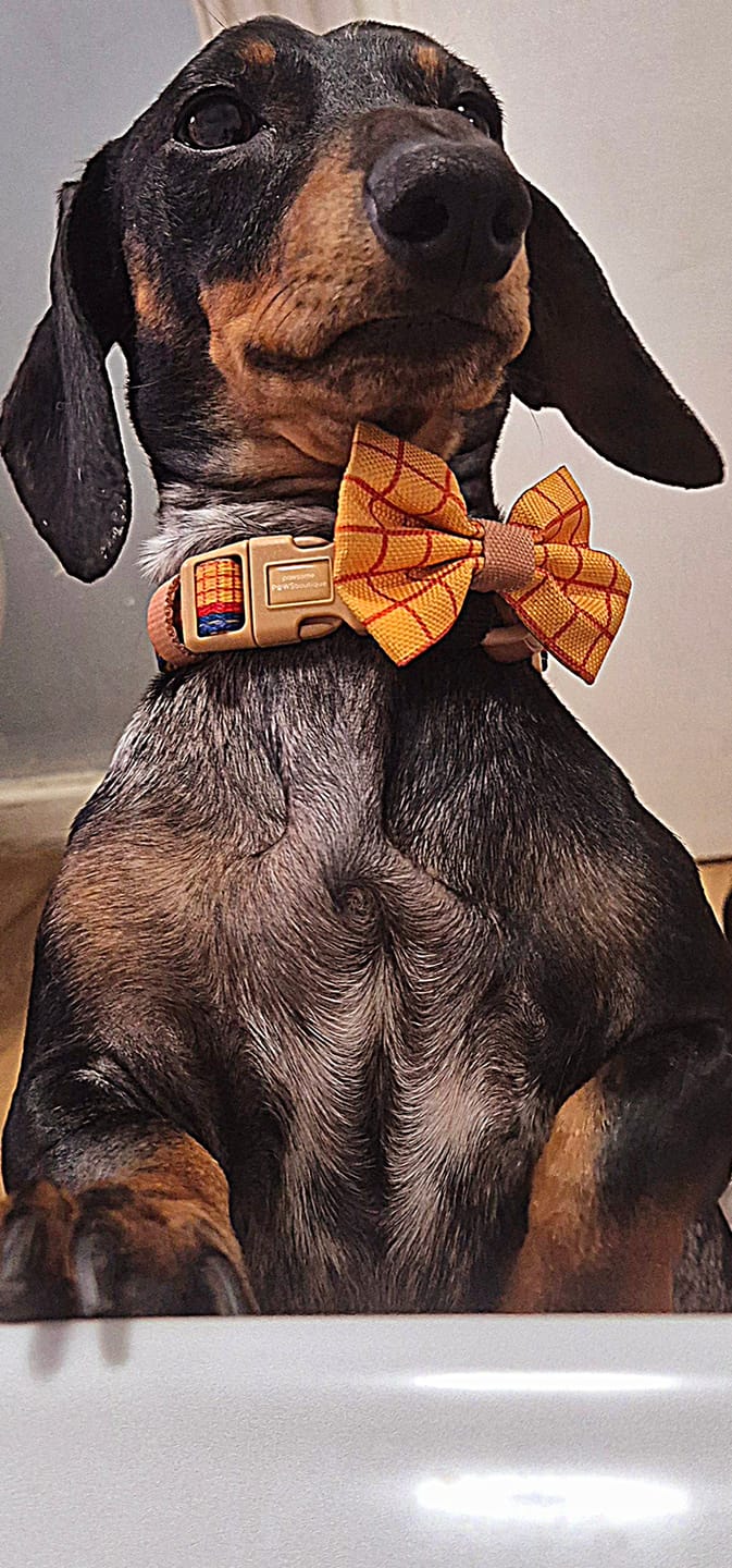 Customer photo review of Disney© Bow Tie - Woody
