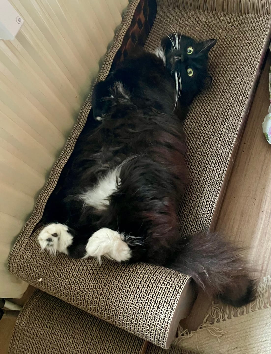Customer photo review of LöwenLounge XXL