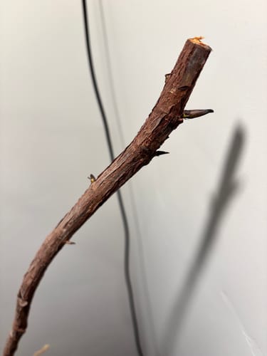 Customer photo review of Plant Food