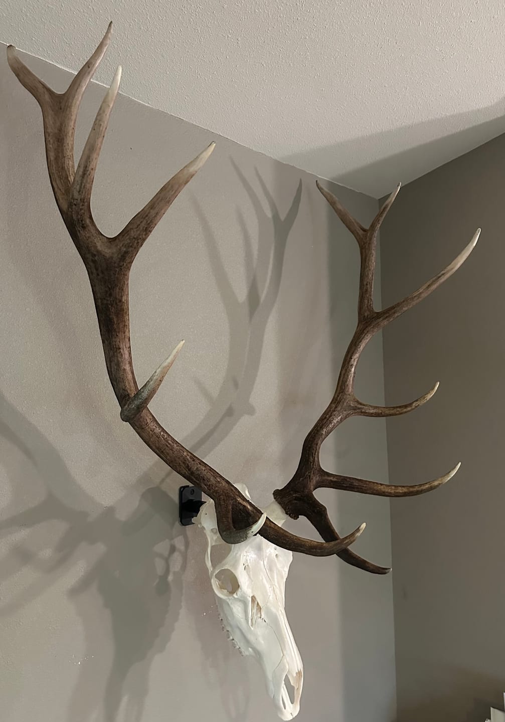 Customer photo review of SkulLok | Large Game