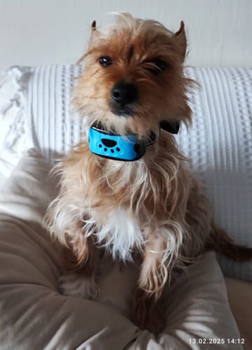 Customer photo review of Emmalove - Tierfreundliches Anti-Bell Halsband