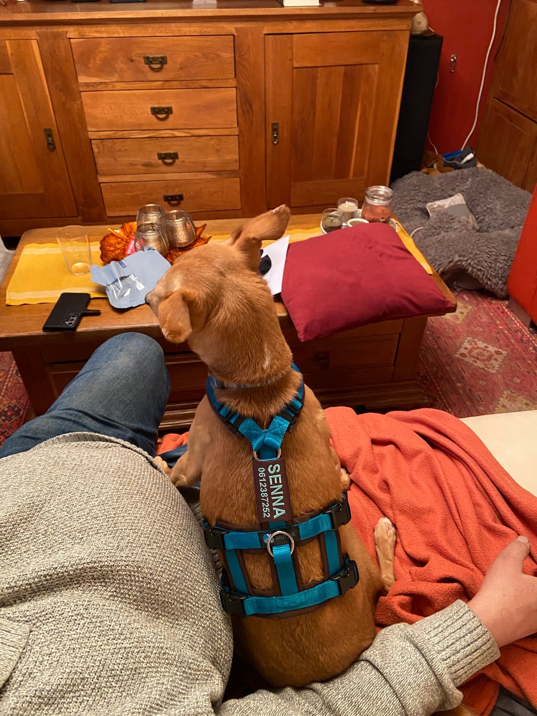 Customer photo review of Escape Proof Dog Harness SAFETY Petrol/Brown | AnnyX
