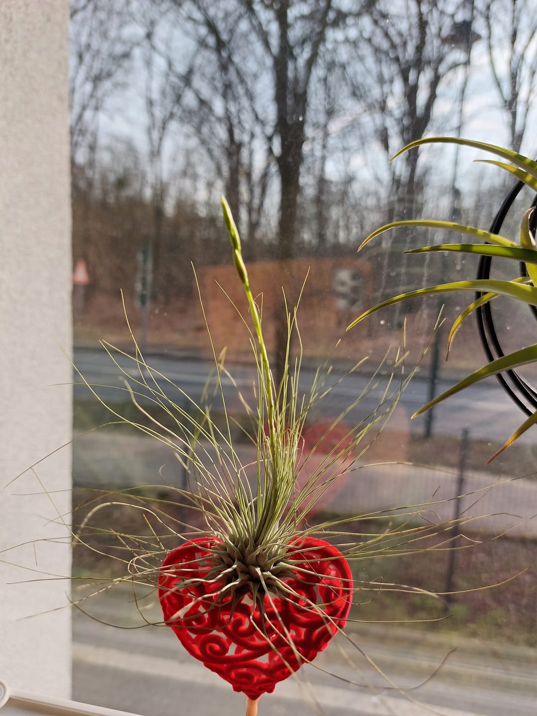 Customer photo review of Tillandsia argentea