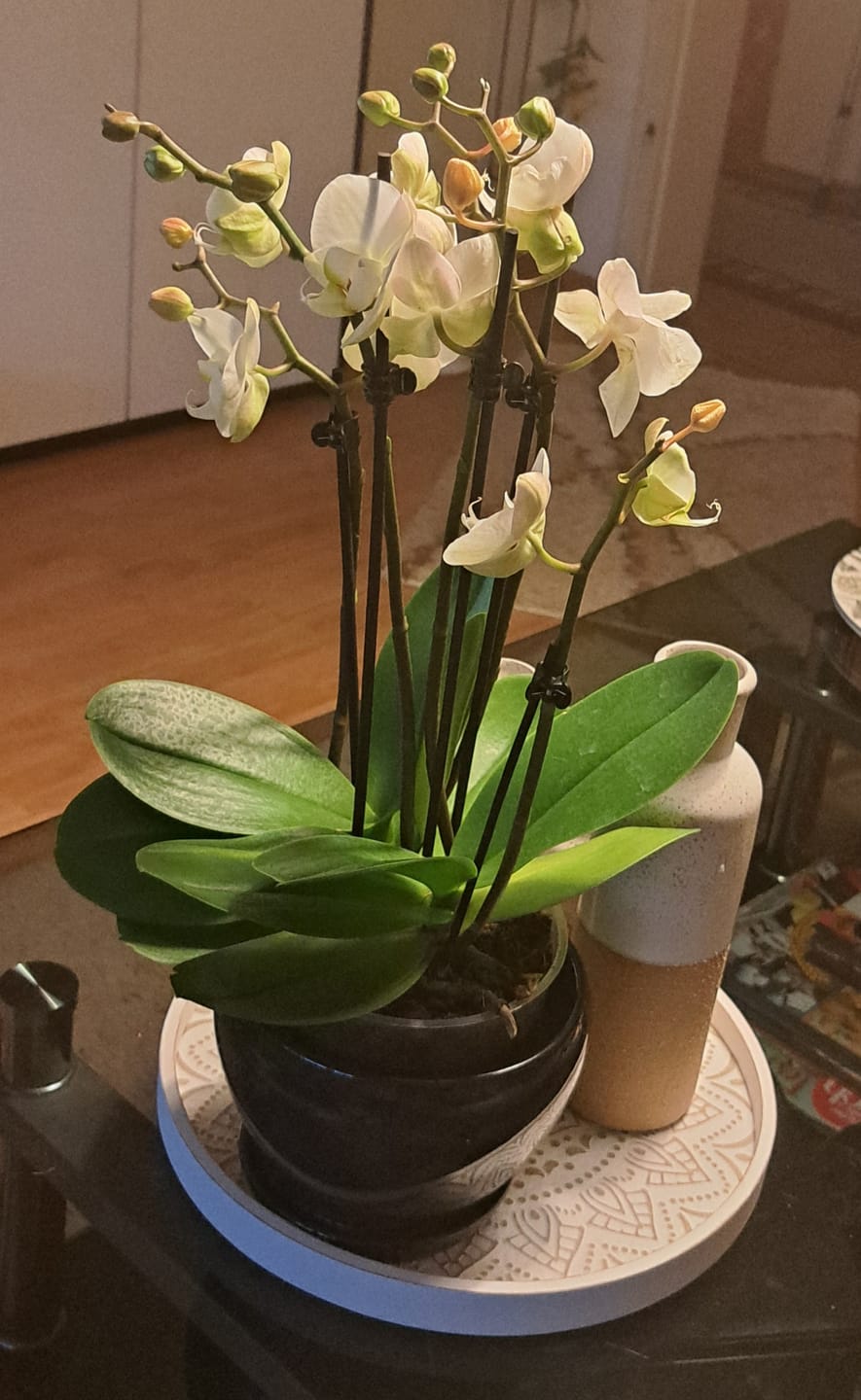 Customer photo review of Große Two of Us Weiß mit weißen Blüten und 5 Rispen