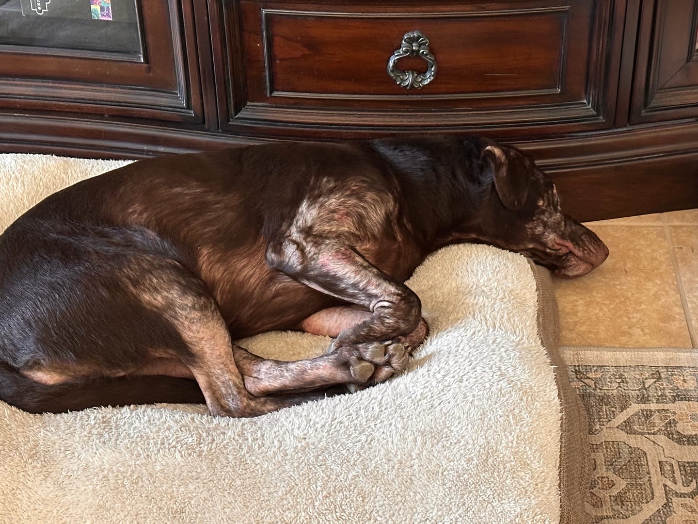 Customer photo review of Dog Demodectic & Sarcoptic Mange (Scabies) & Ear Mite Remedy