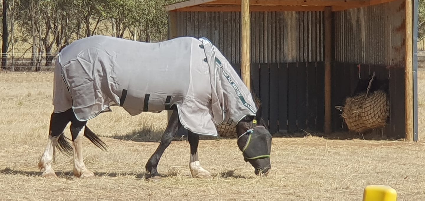 Customer photo review of Rambo Flybuster Vamoose NFZ