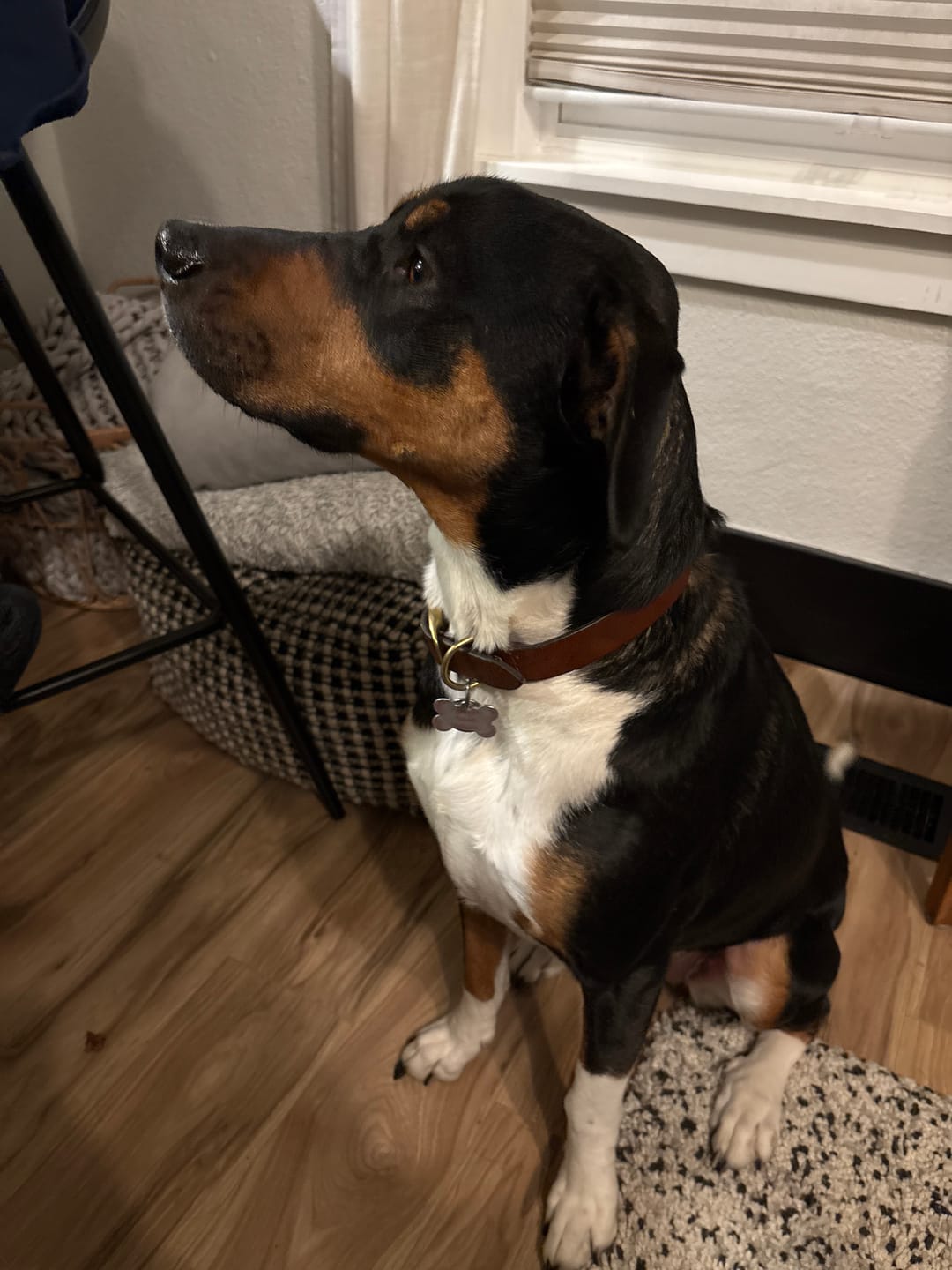 Customer photo review of Rover - Classic Cognac Full-Grain Leather Dog Collar