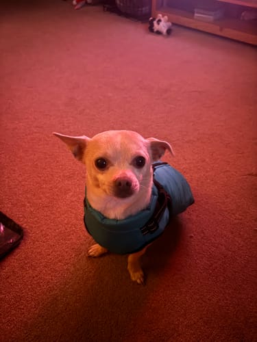 Customer photo review of Wintro - Quilted Waterproof Dog Coat with Harness Built In