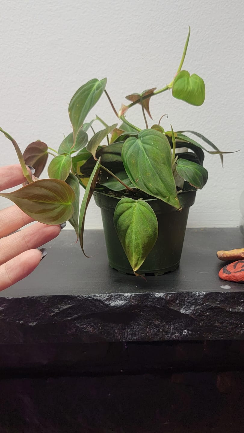 Customer photo review of Philodendron hederaceum 'Micans'