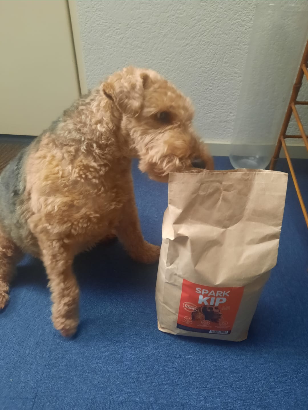 Customer photo review of Volwassen - Kip met Zoete Aardappel & Kruiden