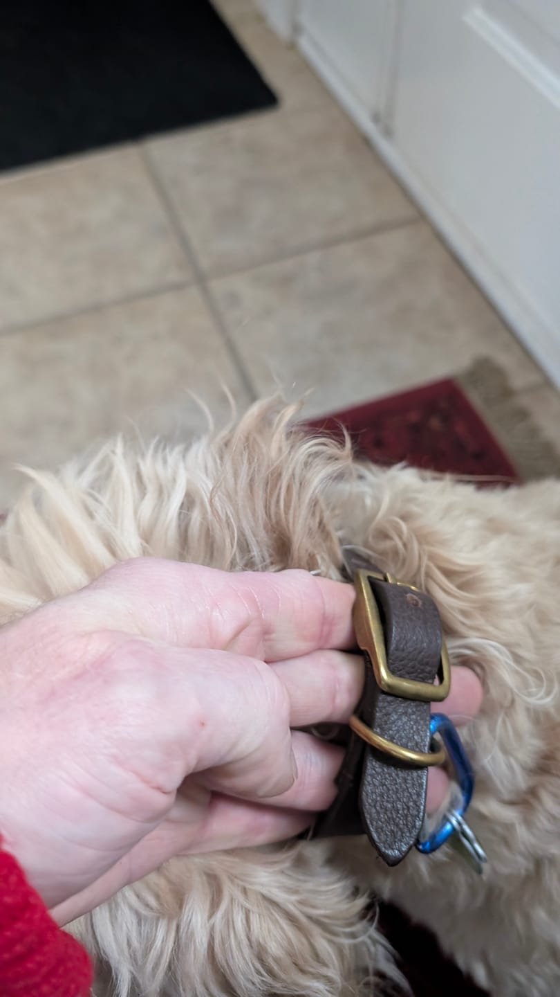 Customer photo review of Rover - Classic Brown Full-Grain Leather Dog Collar