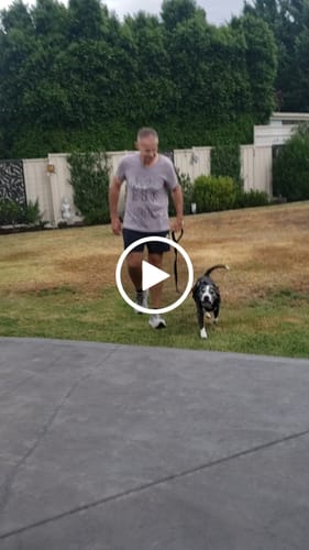 Customer video review of Dog Harness Active X Black