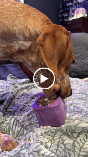 Customer video review of Freezbox - Super Tough Treat Toy