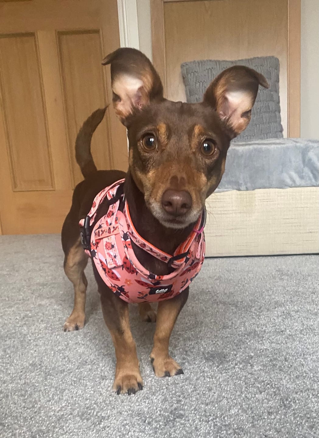 Customer photo review of Adjustable Dog Harness - Snug As A Lady Bug
