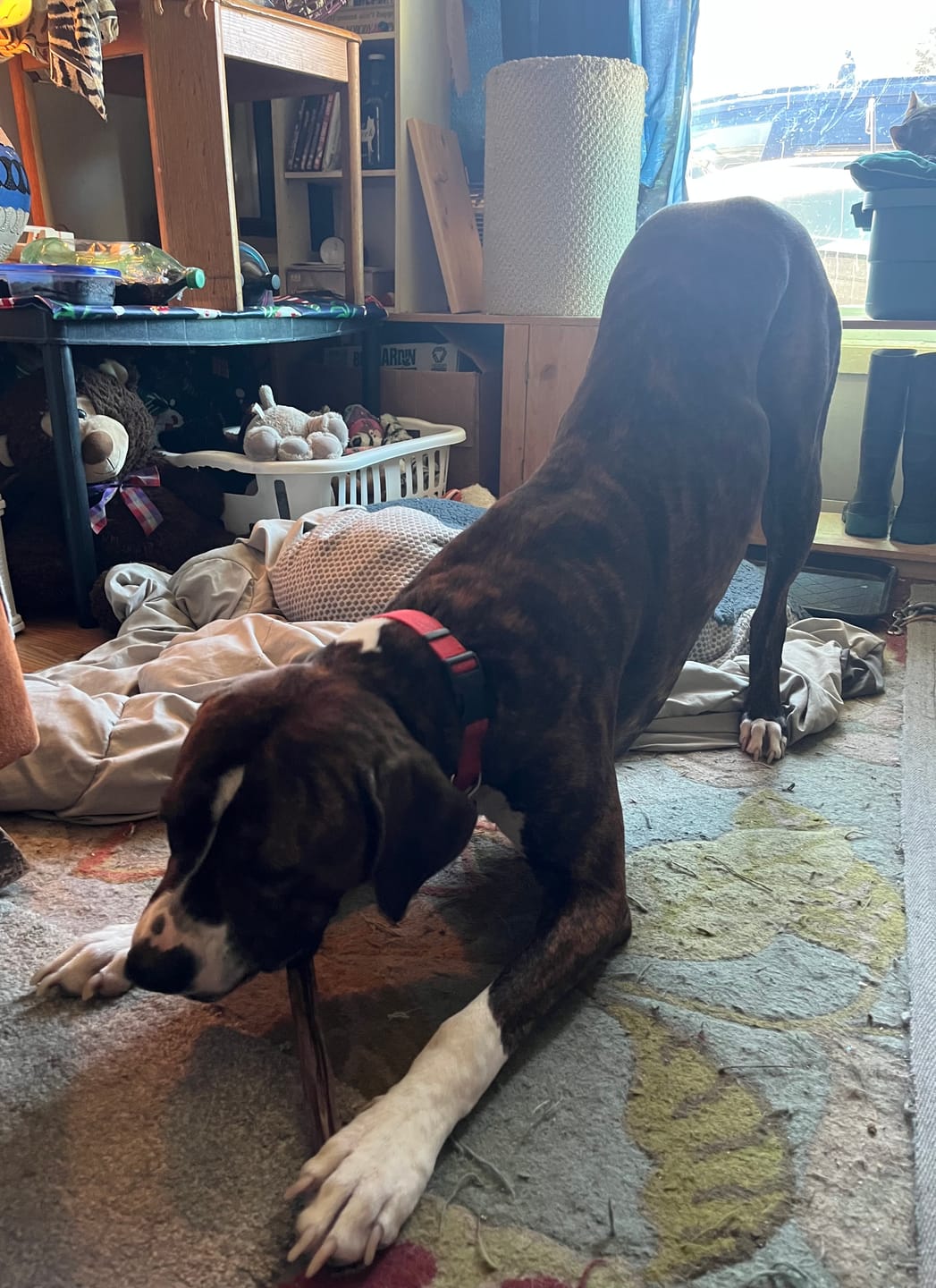 Customer photo review of 12 Inch Beef Jerky Stick