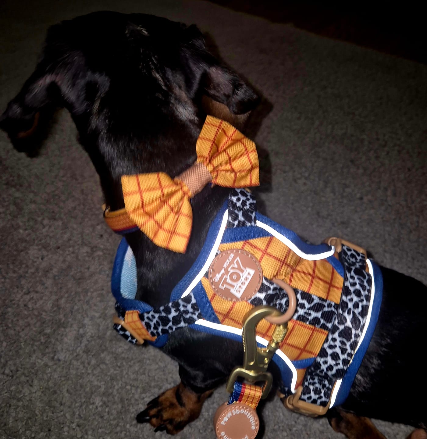 Customer photo review of Disney© Tough Trails™ Harness - Woody