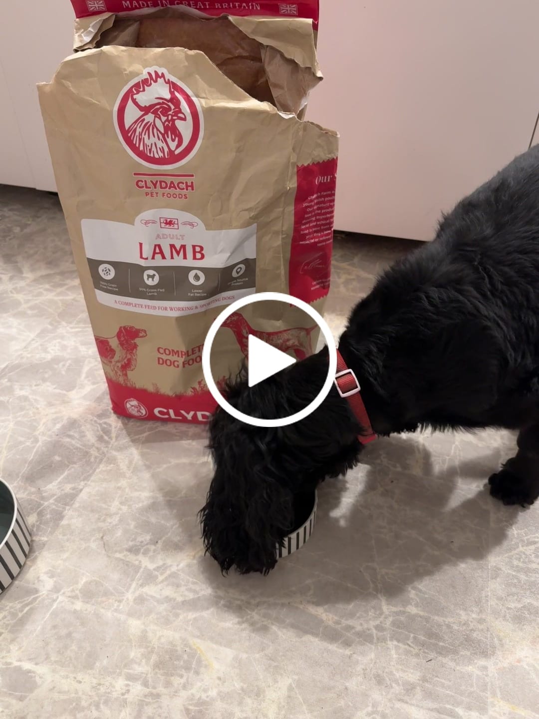 Customer video review of Welsh Lamb Dry Food