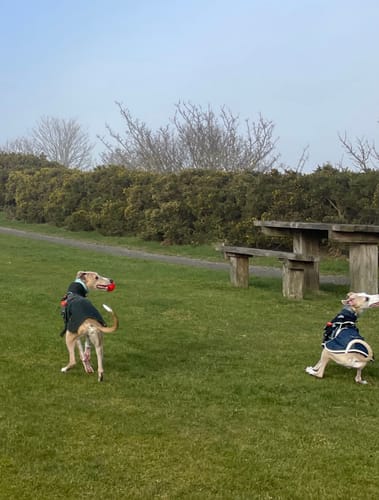 Customer photo review of Flashing Light Pet Tags