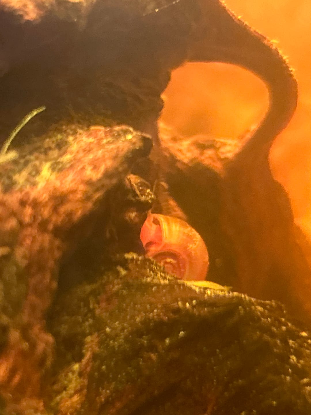 Customer photo review of RAMSHORN SNAILS (ASSORTED BLUE, PINK,GREY,GOLD)