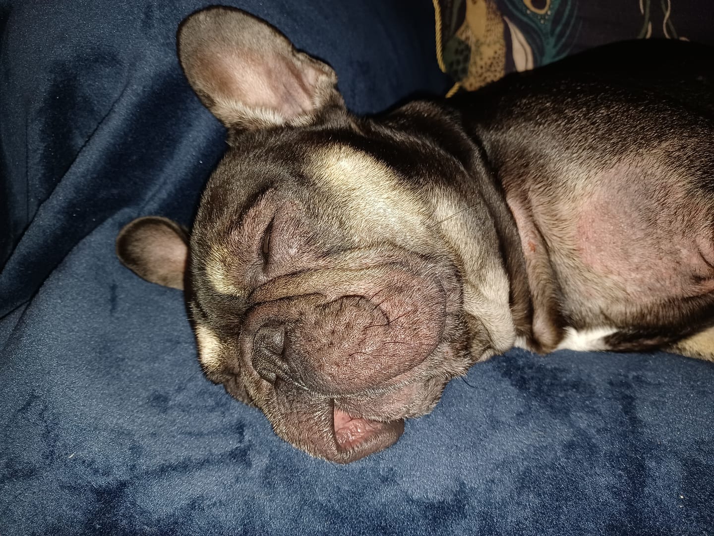 Customer photo review of Dog Duo Pack
