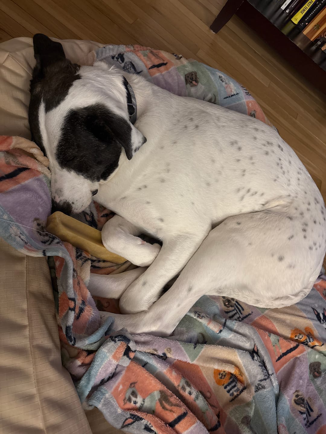 Customer photo review of Himalayan Yak Chew (MEGA)