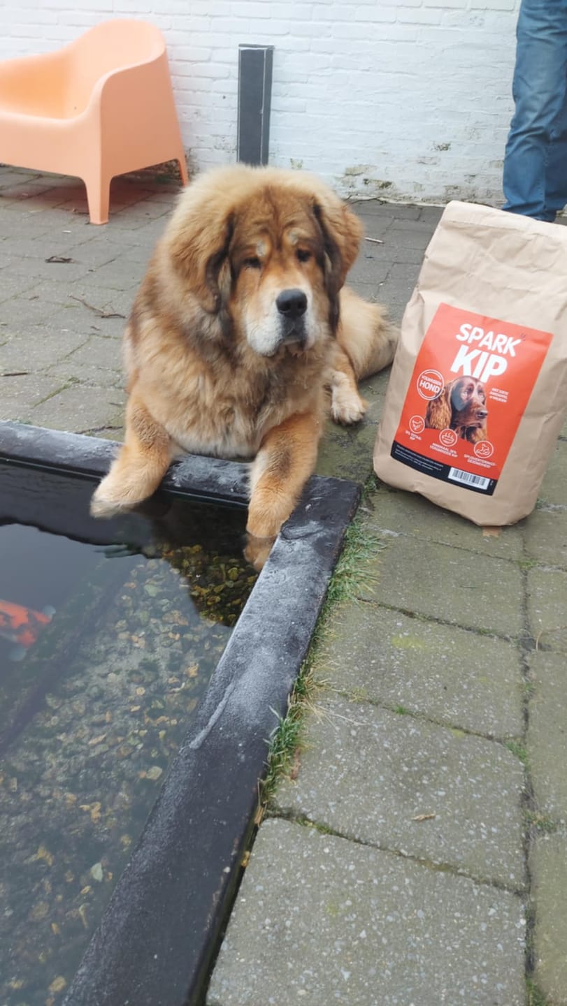 Customer photo review of Volwassen - Kip met Zoete Aardappel & Kruiden