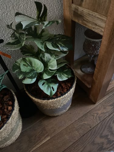 Customer photo review of Monstera Kunstplant 40cm