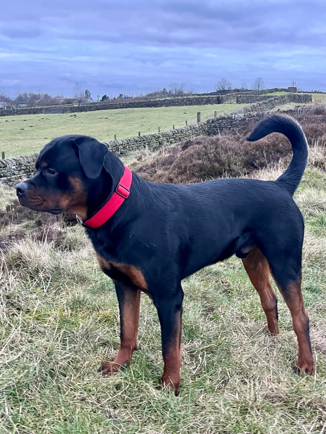 Customer photo review of 4cm Combat® Collar | Handle & Rated Clip - Red