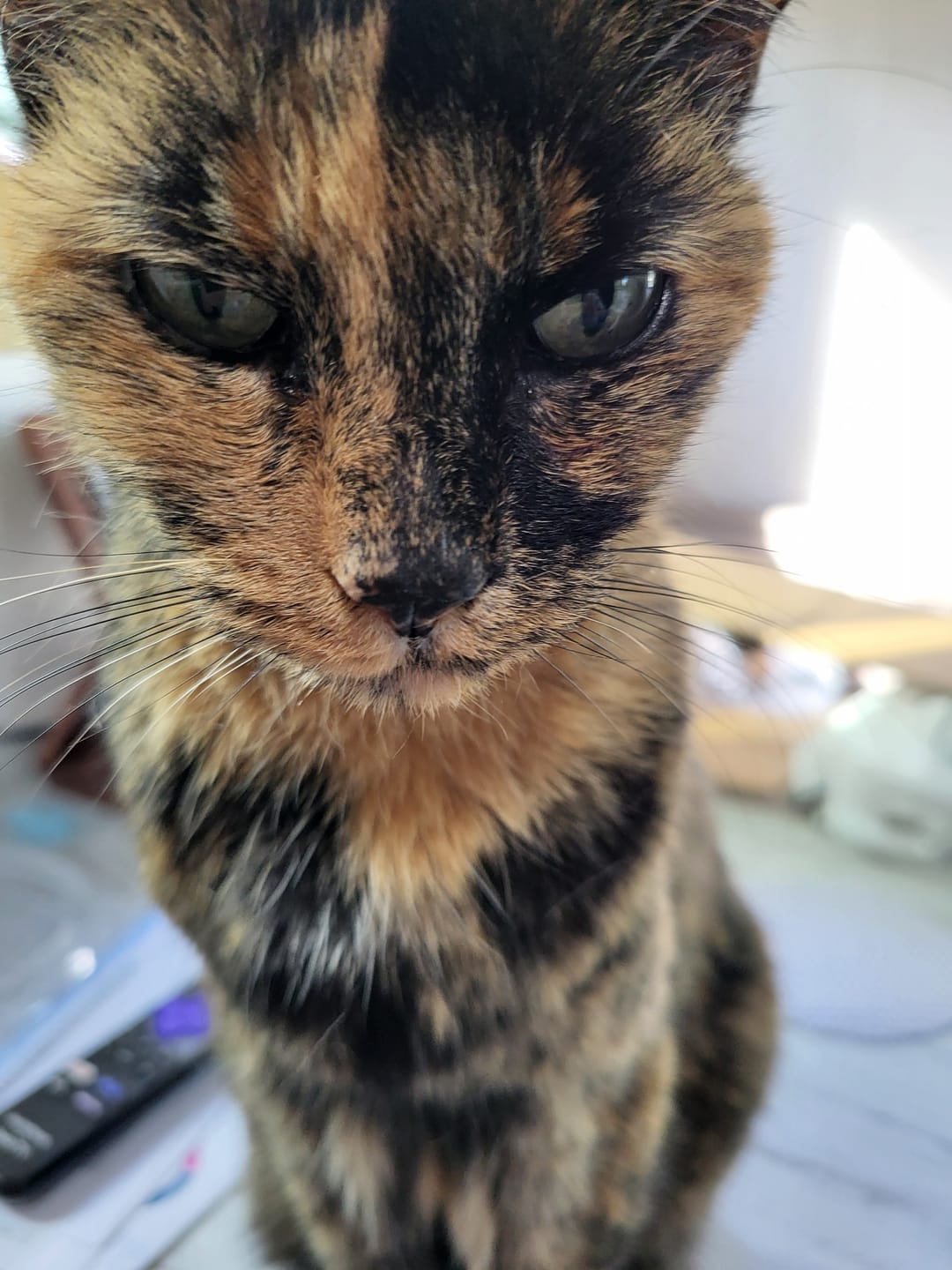 Customer photo review of Cat Weight Gain + Hyperthyroidism Support Remedy