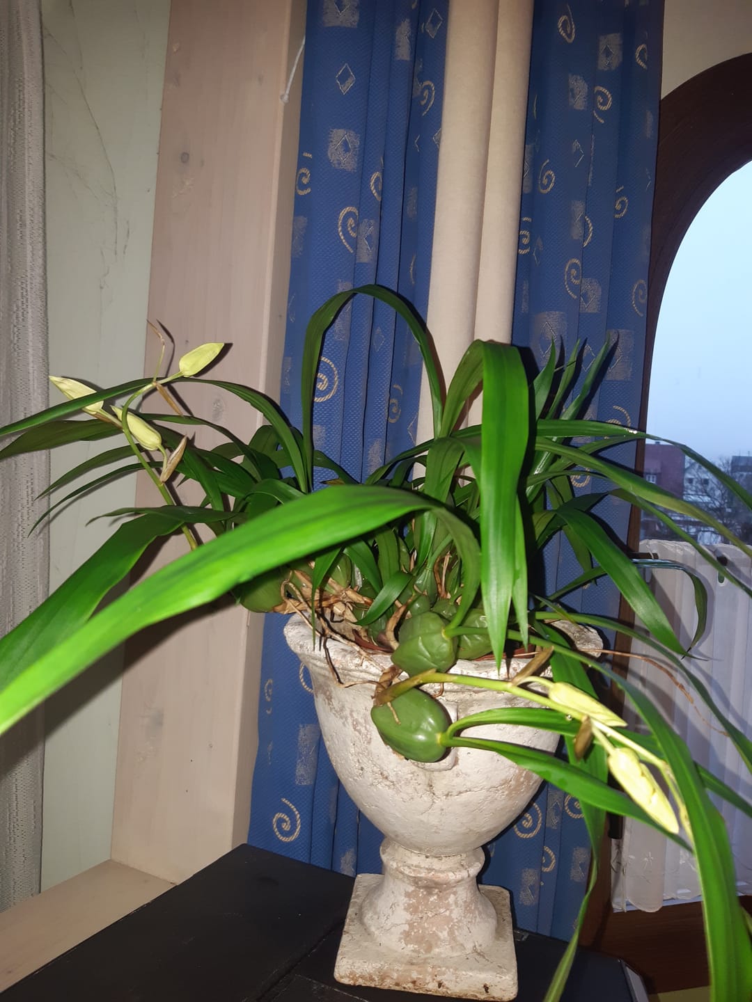 Customer photo review of Cochleanthes im Ampeltopf in versch. Farben