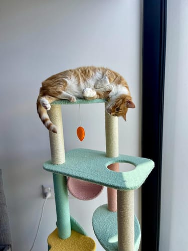 Customer photo review of Dreamy Macaroon Party Cat Tree with Scratching Post and Nest