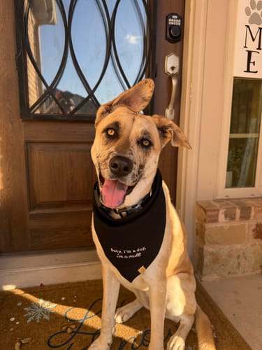 Customer photo review of Custom Saying Embroidered Bandana