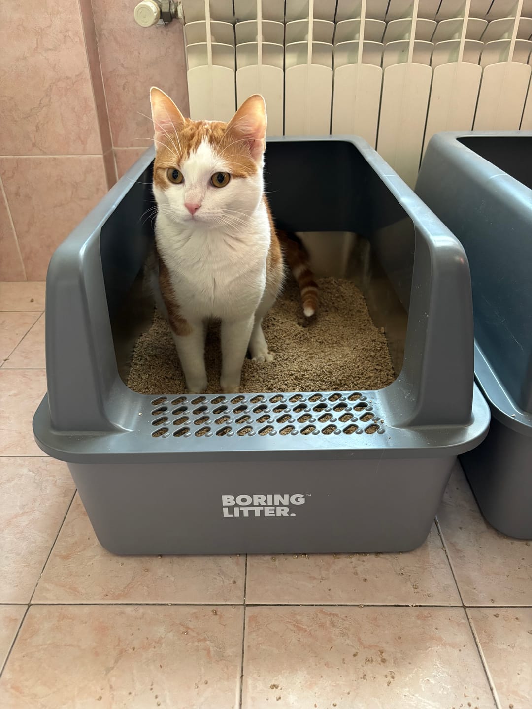 Customer photo review of BORING LITTER - Lettiera in Acciaio INOX